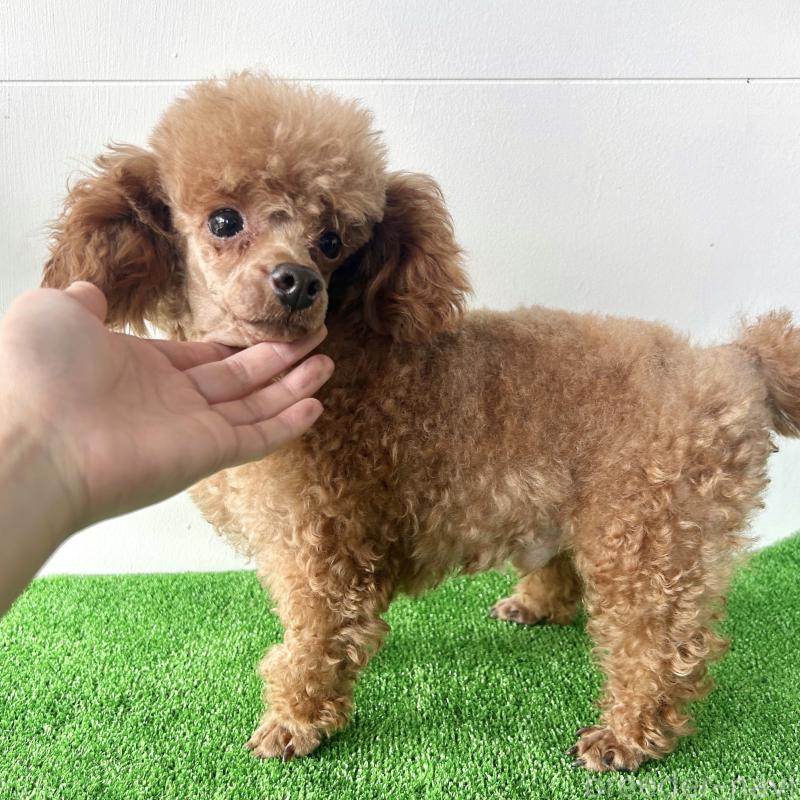 ドワくんくん1枚目