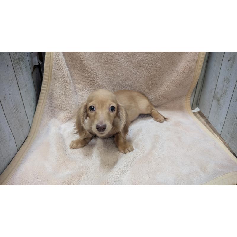 成約済の熊本県のミニチュアダックスフンド(ロングヘアード)-436967の5枚目