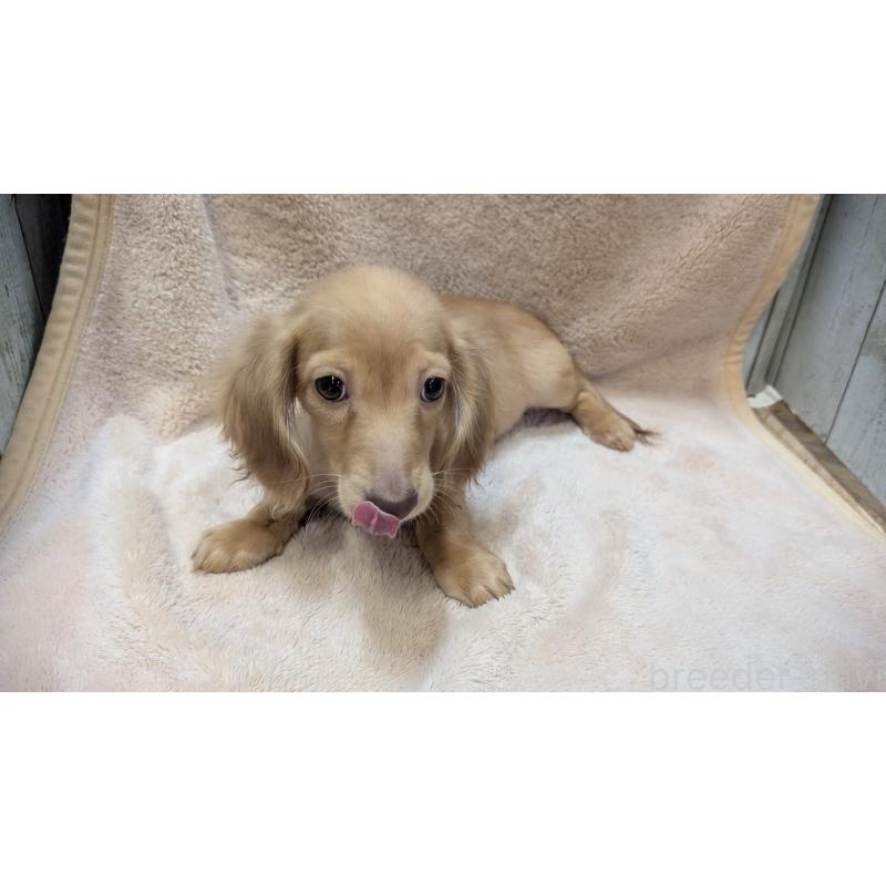 成約済の熊本県のミニチュアダックスフンド(ロングヘアード)-436967の4枚目