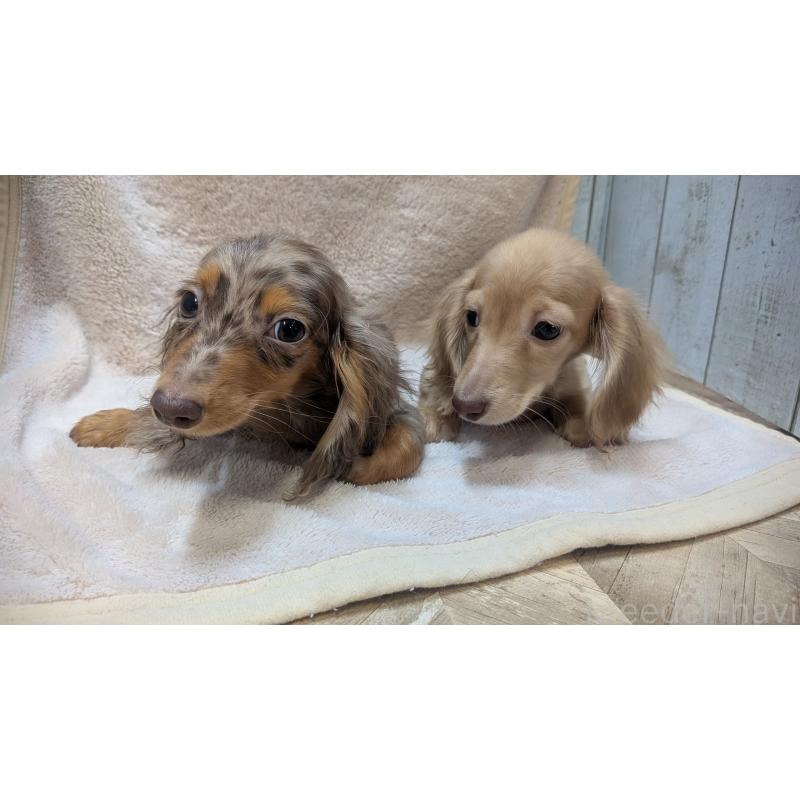 成約済の熊本県のミニチュアダックスフンド(ロングヘアード)-436967の3枚目