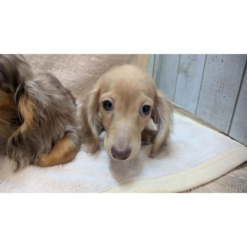 成約済の熊本県のミニチュアダックスフンド(ロングヘアード)-436967の2枚目