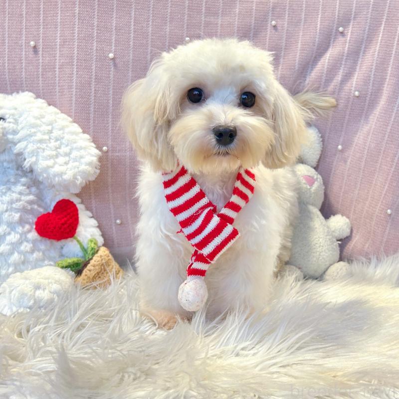 販売中の栃木県のマルプー:マルチーズ×トイプードル-410489の5枚目