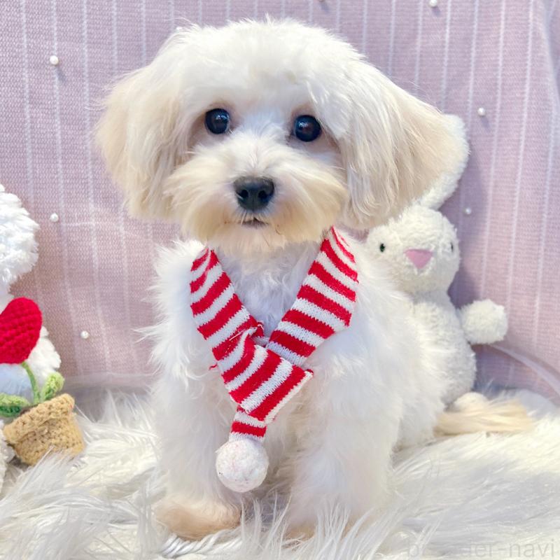 販売中の栃木県のマルプー:マルチーズ×トイプードル-410489の4枚目