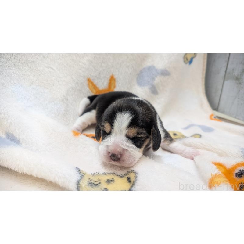 販売中の熊本県のビーグル-440793の5枚目