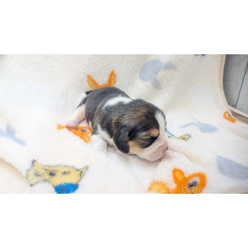 販売中の熊本県のビーグル-440793の4枚目