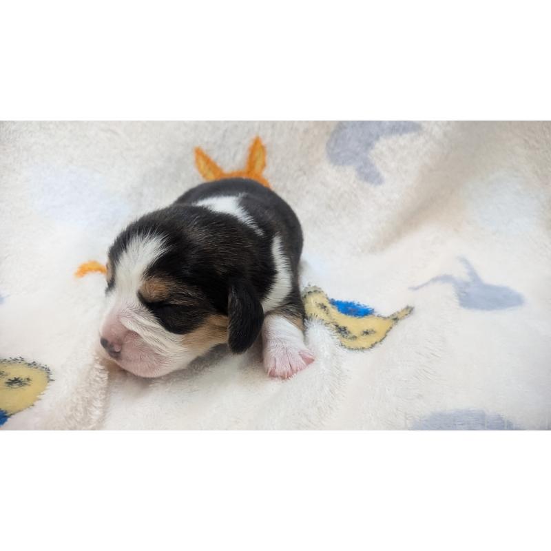 販売中の熊本県のビーグル-440793の2枚目