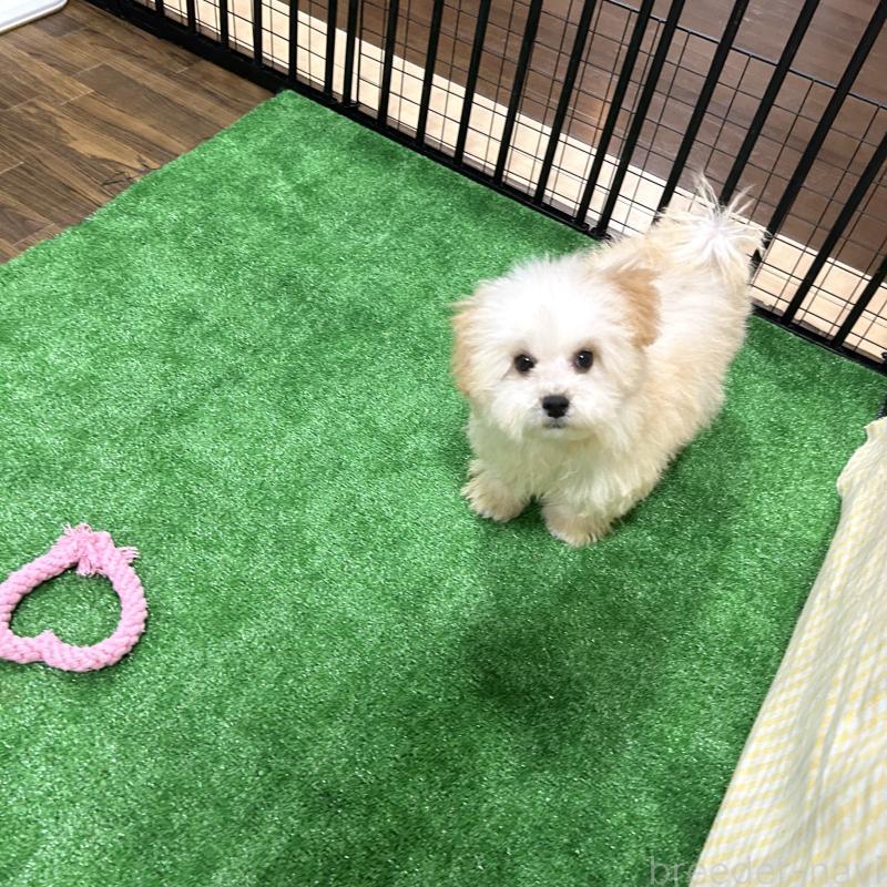 販売中の栃木県のマルプー:マルチーズ×トイプードル-440796の6枚目