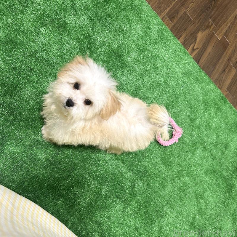 販売中の栃木県のマルプー:マルチーズ×トイプードル-440796の5枚目