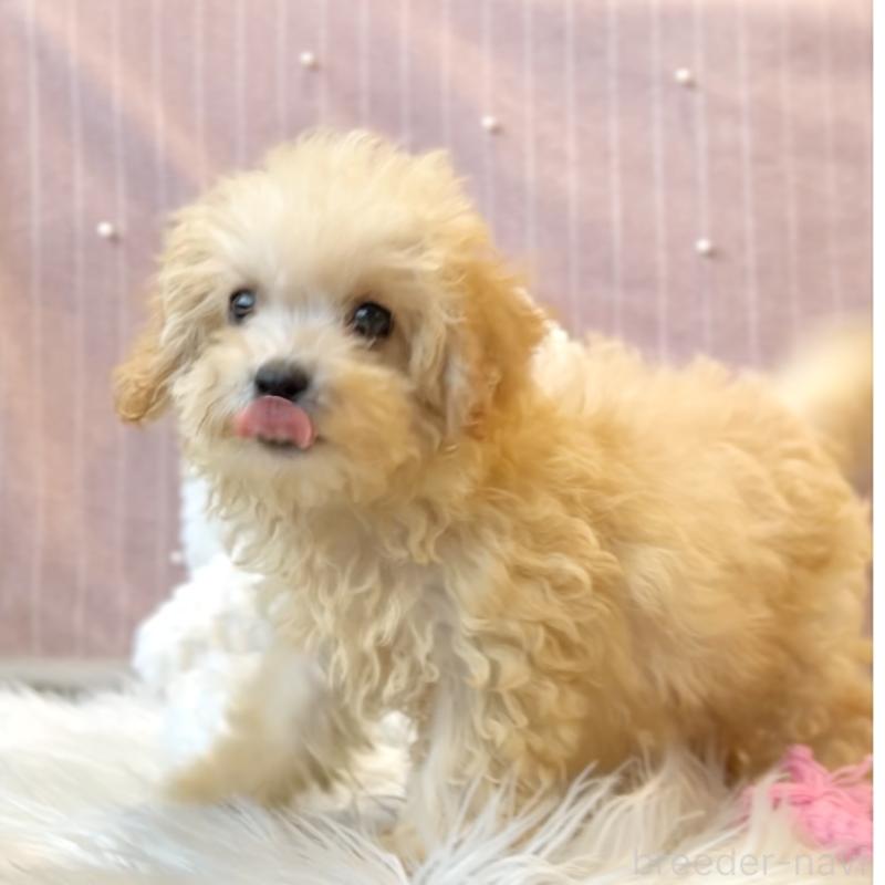 販売中の栃木県のマルプー:マルチーズ×トイプードル-440796の4枚目