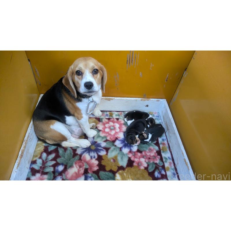 販売中の熊本県のビーグル-440794の7枚目
