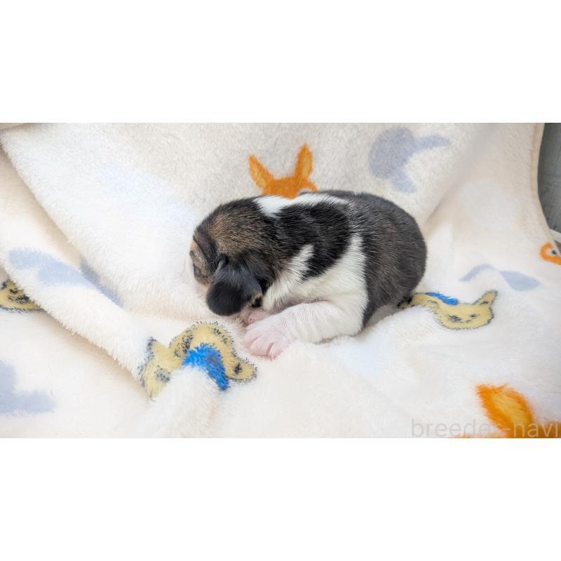 販売中の熊本県のビーグル-440794の5枚目