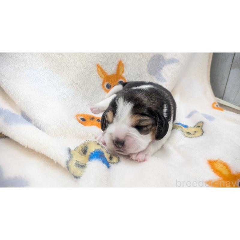 販売中の熊本県のビーグル-440794の4枚目