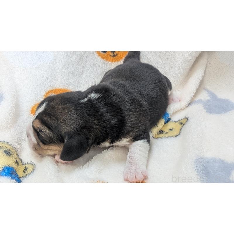 販売中の熊本県のビーグル-440795の4枚目