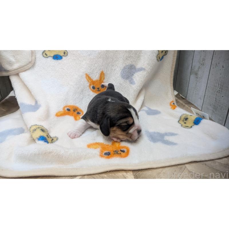 販売中の熊本県のビーグル-440795の3枚目