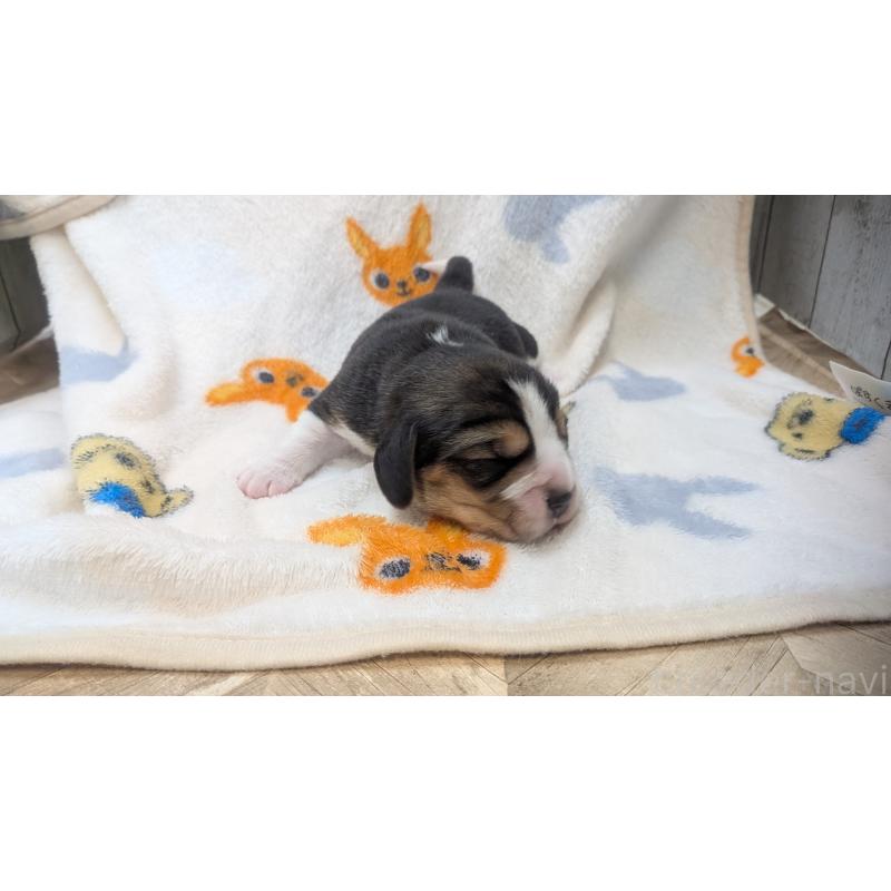 販売中の熊本県のビーグル-440795の2枚目