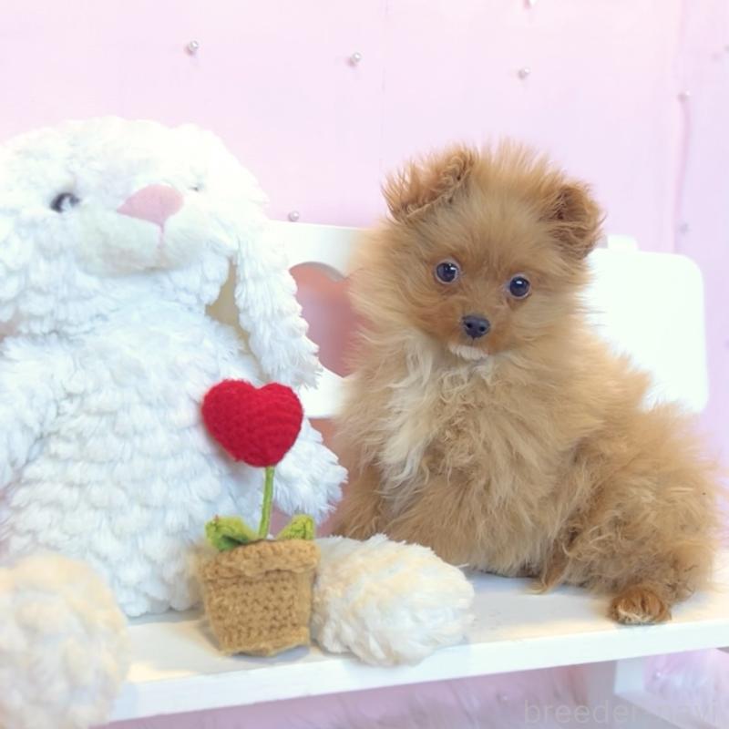 販売中の栃木県のポメプー:ポメラニアン×トイプードル-440797の1枚目
