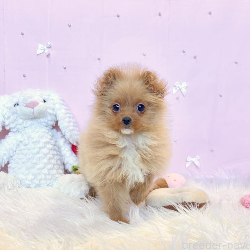 販売中の栃木県のポメプー:ポメラニアン×トイプードル-440797の5枚目
