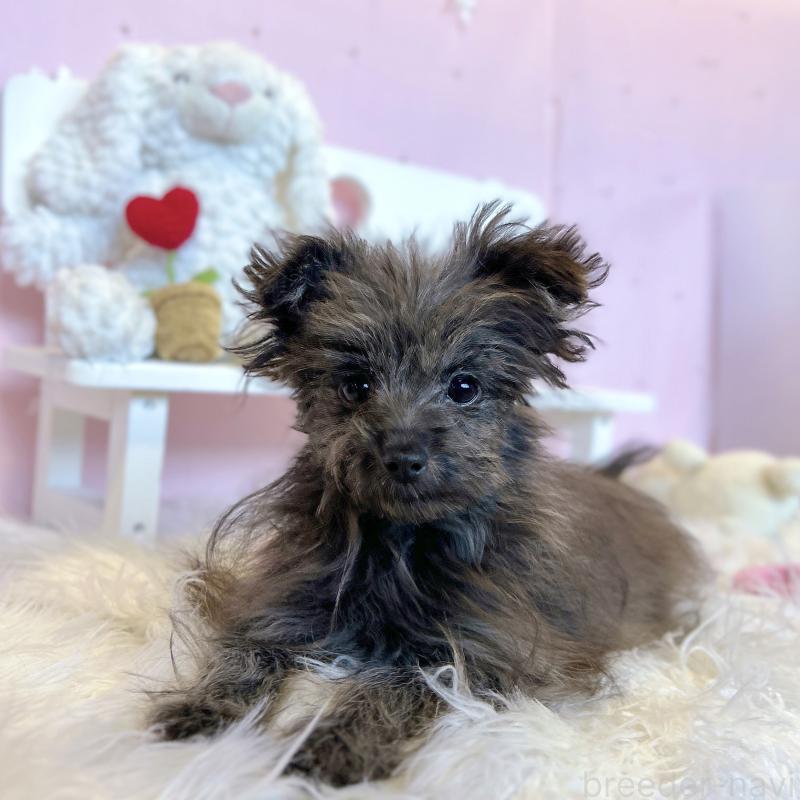 販売中の栃木県のポメプー:ポメラニアン×トイプードル-440798の5枚目