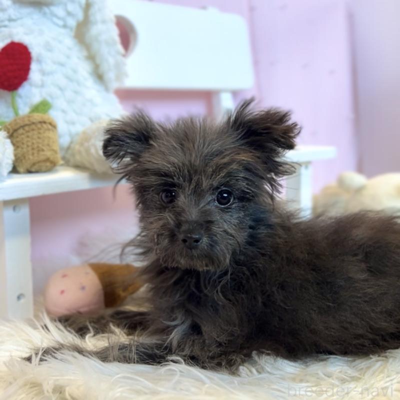 販売中の栃木県のポメプー:ポメラニアン×トイプードル-440798の4枚目