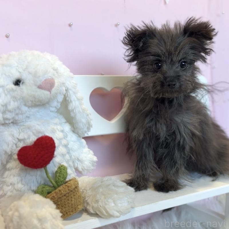 販売中の栃木県のポメプー:ポメラニアン×トイプードル-440798の3枚目