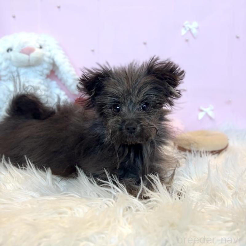 販売中の栃木県のポメプー:ポメラニアン×トイプードル-440798の2枚目