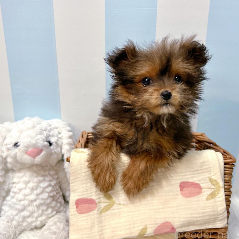 販売中の栃木県のポメプー:ポメラニアン×トイプードル-440800の12枚目