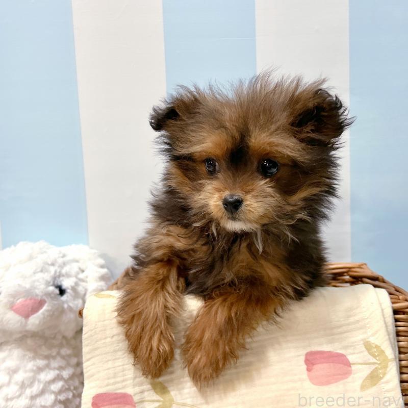 販売中の栃木県のポメプー:ポメラニアン×トイプードル-440800の11枚目