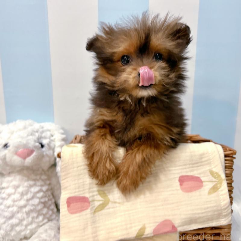 販売中の栃木県のポメプー:ポメラニアン×トイプードル-440800の10枚目