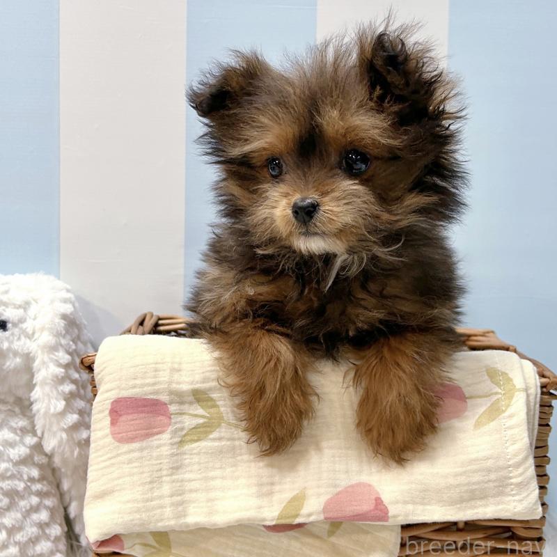 販売中の栃木県のポメプー:ポメラニアン×トイプードル-440800の9枚目