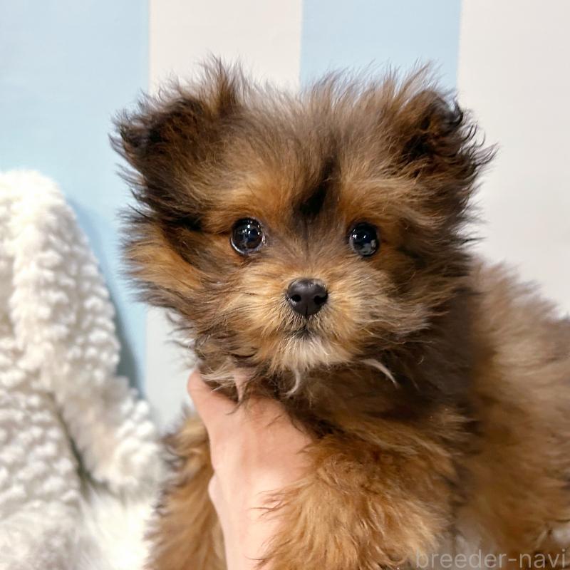 販売中の栃木県のポメプー:ポメラニアン×トイプードル-440800の8枚目