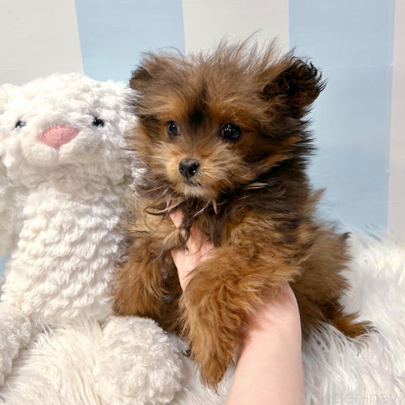 販売中の栃木県のポメプー:ポメラニアン×トイプードル-440800の7枚目
