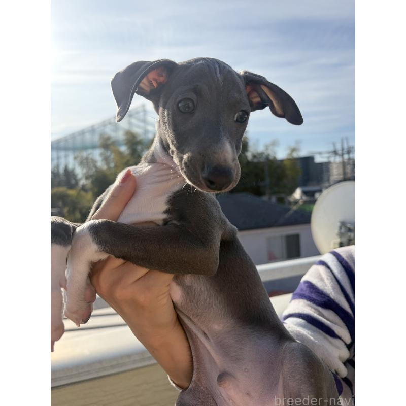 販売中の埼玉県のイタリアングレーハウンド(イタグレ)-440799の3枚目