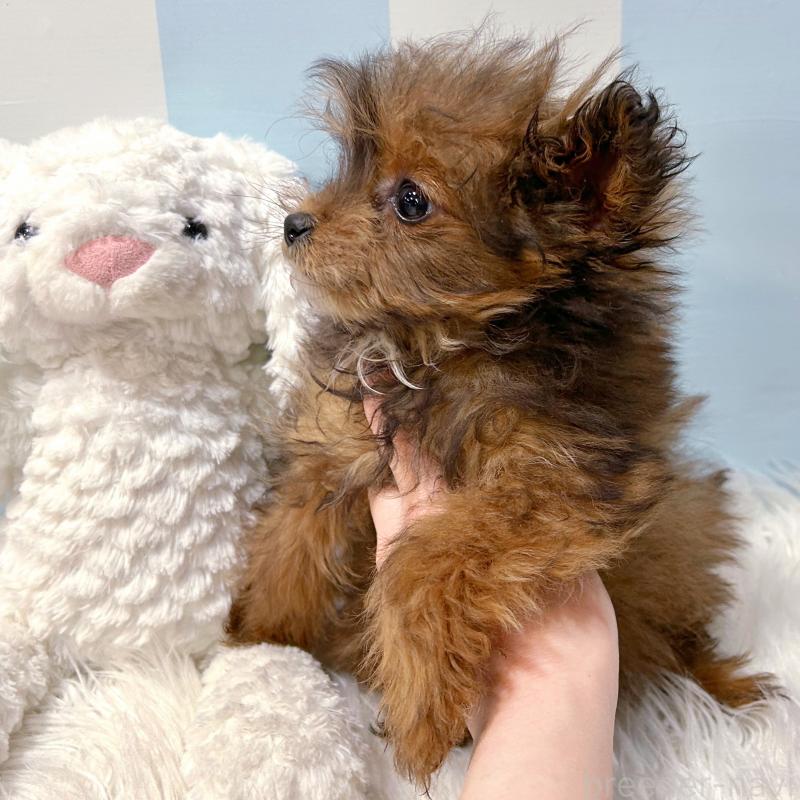 販売中の栃木県のポメプー:ポメラニアン×トイプードル-440800の5枚目