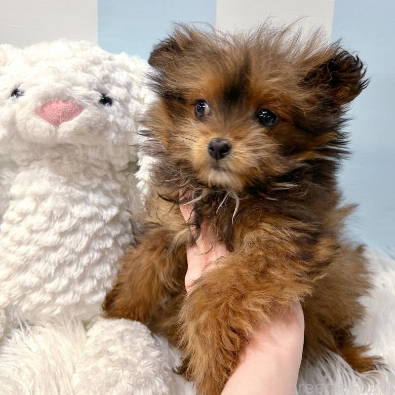 販売中の栃木県のポメプー:ポメラニアン×トイプードル-440800の4枚目