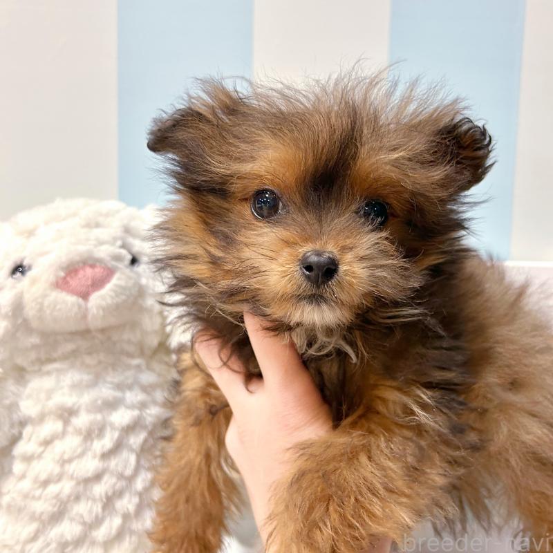 販売中の栃木県のポメプー:ポメラニアン×トイプードル-440800の3枚目