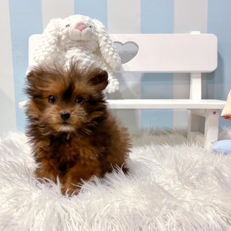 販売中の栃木県のポメプー:ポメラニアン×トイプードル-440800の2枚目