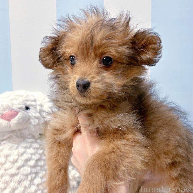 販売中の栃木県のポメプー:ポメラニアン×トイプードル-440801の4枚目