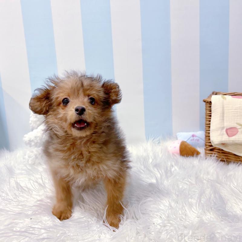 販売中の栃木県のポメプー:ポメラニアン×トイプードル-440801の3枚目