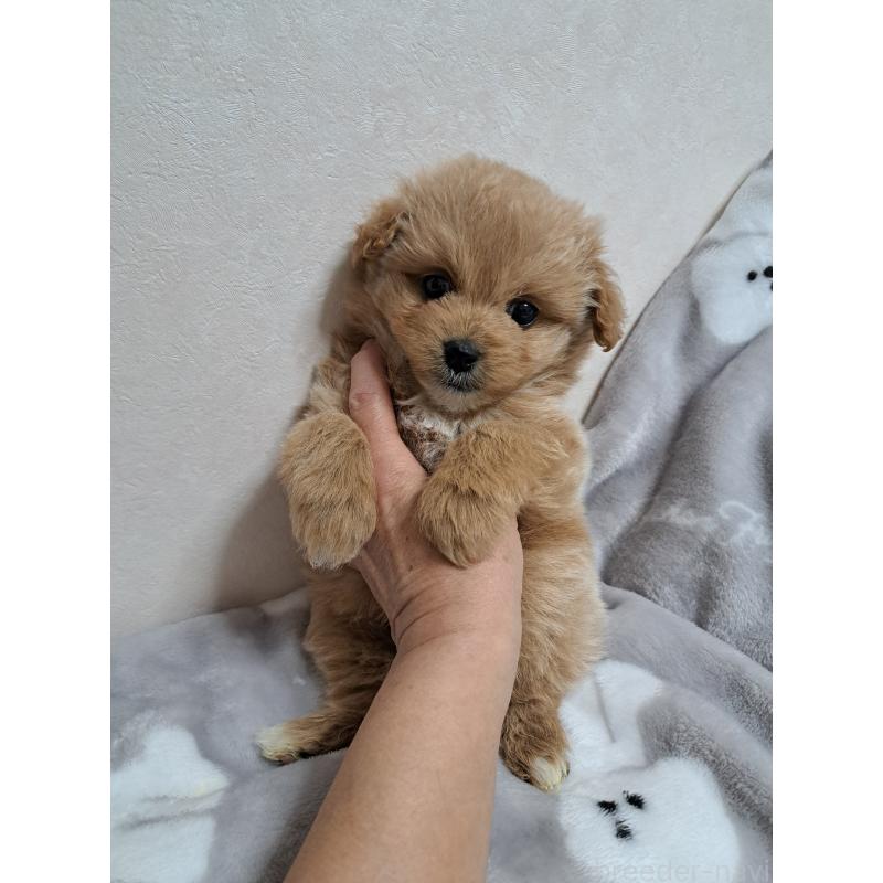 販売中の滋賀県のポメプー:ポメラニアン×トイプードル-440803の3枚目