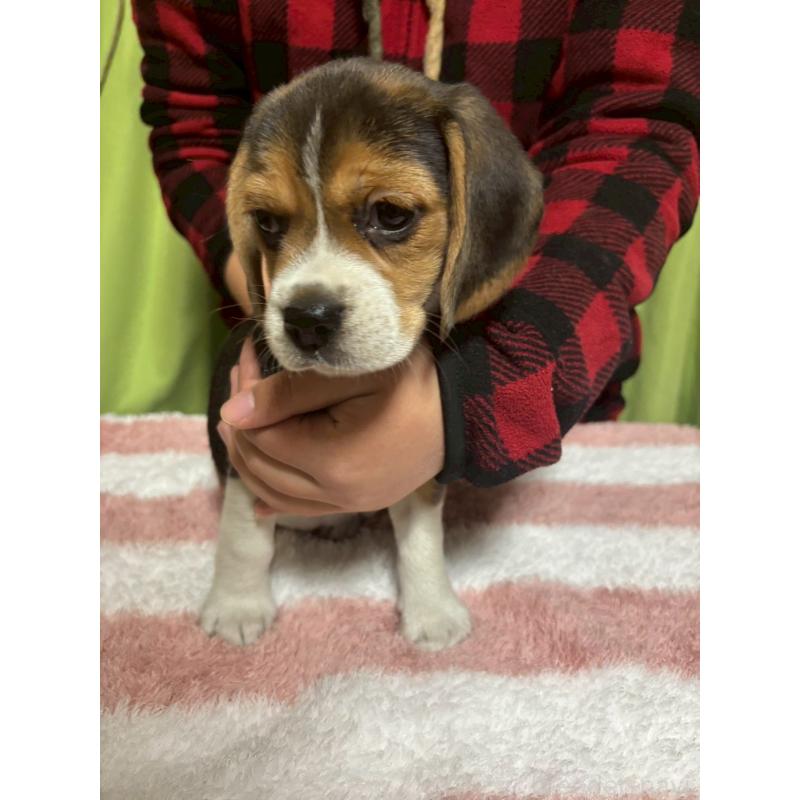 成約済の栃木県のビーグル-436053の3枚目