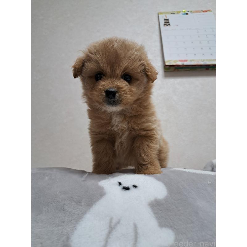 販売中の滋賀県のポメプー:ポメラニアン×トイプードル-440803の2枚目