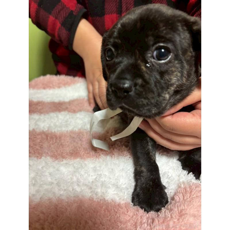 成約済の栃木県のミックス犬-436826の4枚目