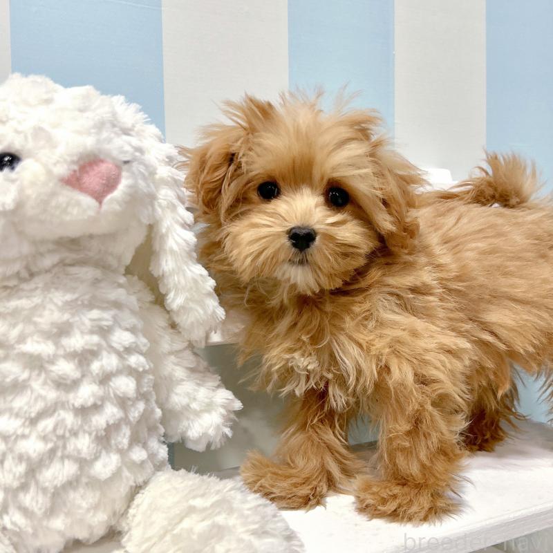 販売中の栃木県のマルプー:マルチーズ×トイプードル-440805の5枚目