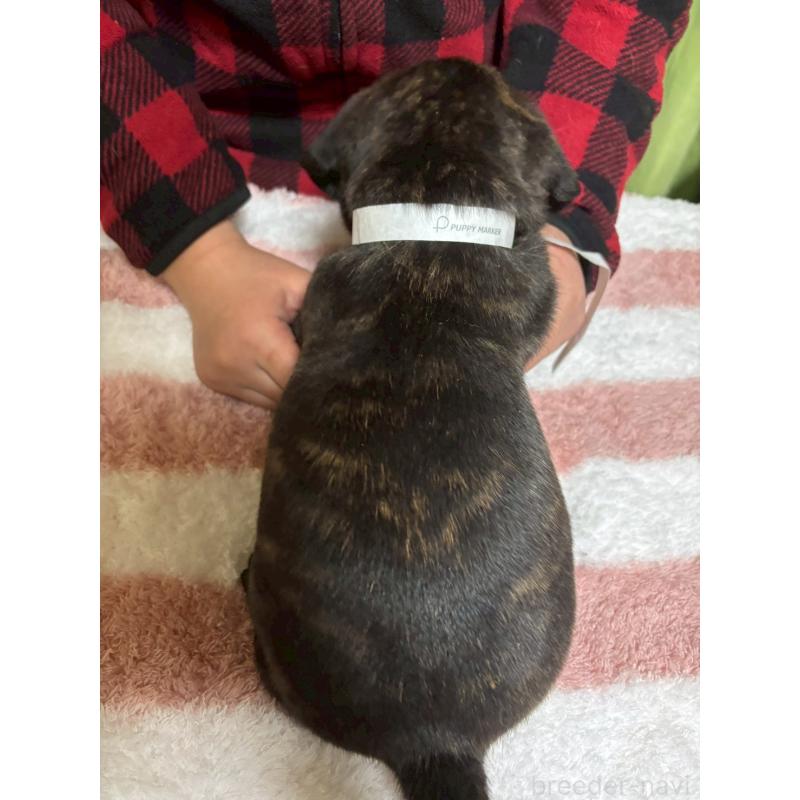 成約済の栃木県のミックス犬-436826の2枚目