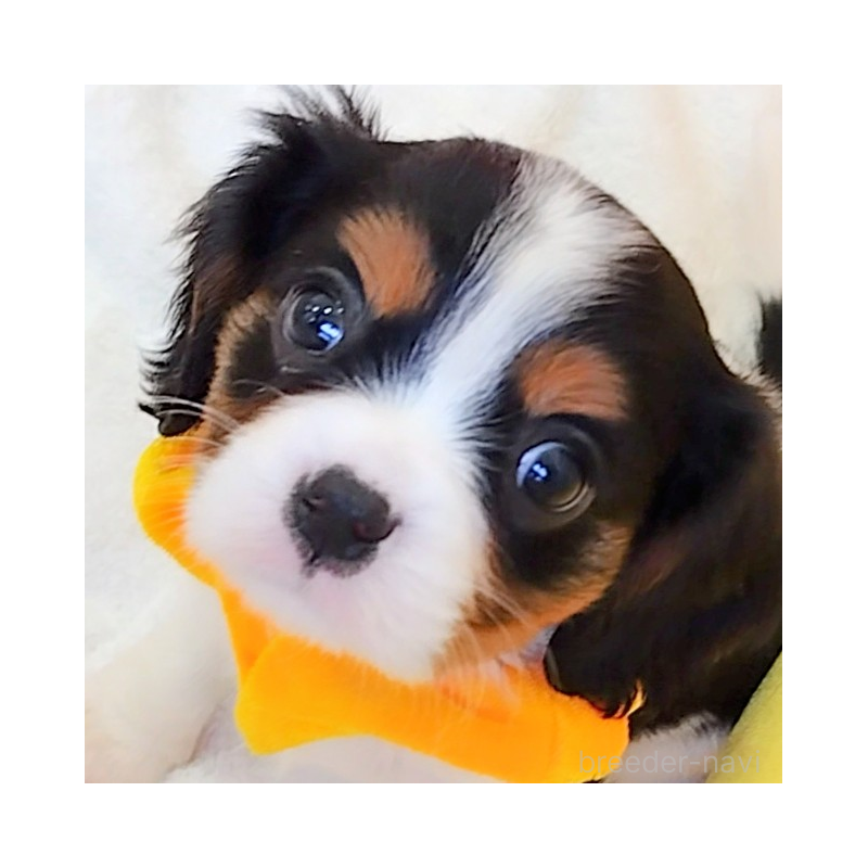 販売中の神奈川県のキャバリアキングチャールズスパニエル-440802の1枚目