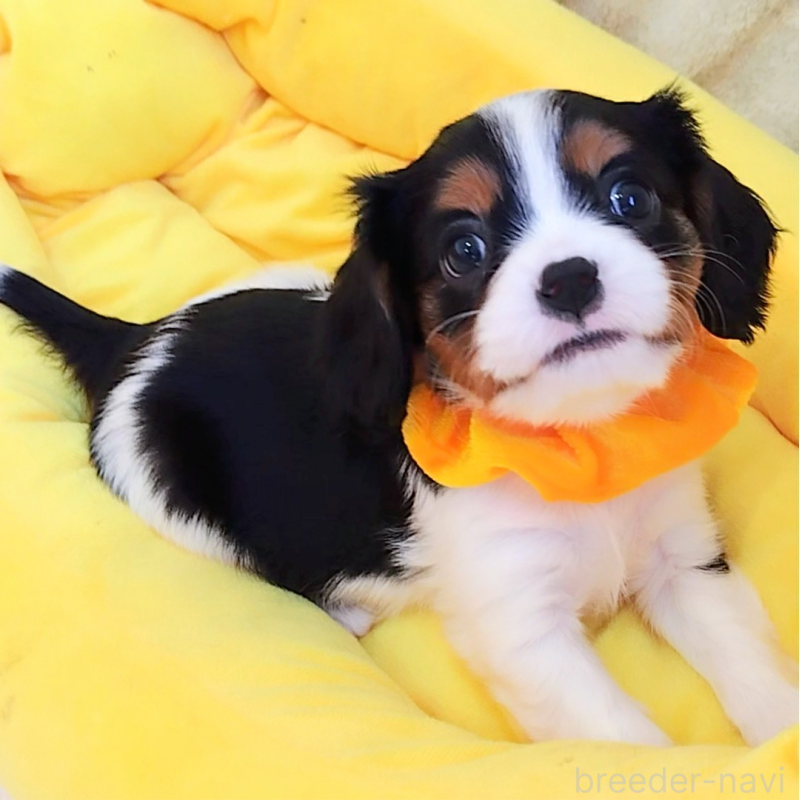 販売中の神奈川県のキャバリアキングチャールズスパニエル-440802の6枚目