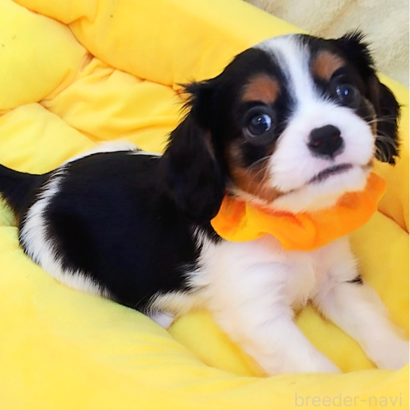 販売中の神奈川県のキャバリアキングチャールズスパニエル-440802の5枚目