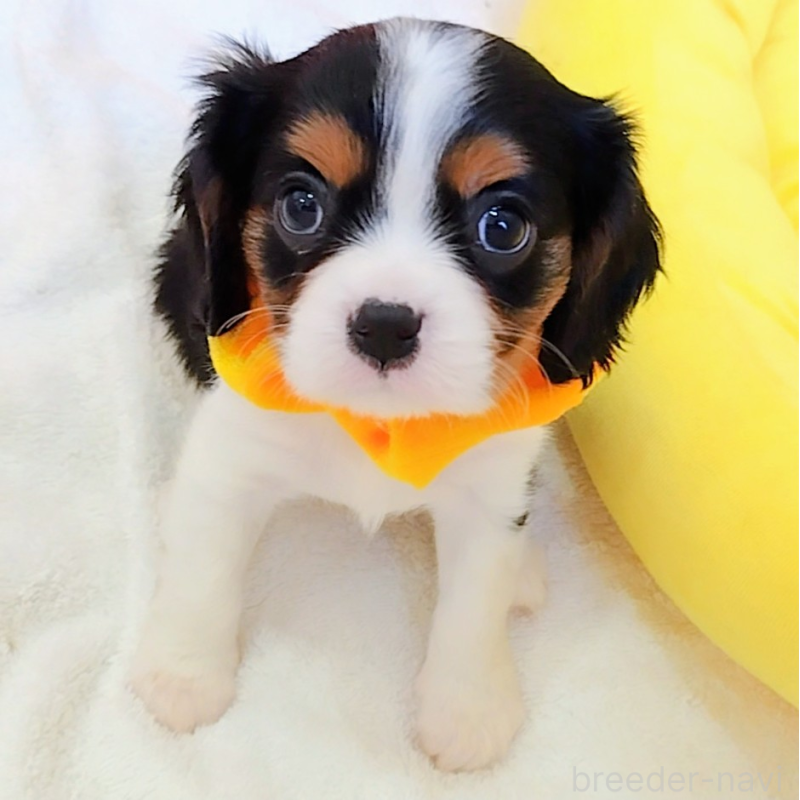 販売中の神奈川県のキャバリアキングチャールズスパニエル-440802の4枚目