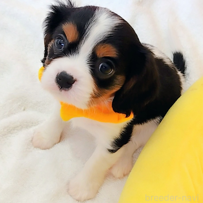 販売中の神奈川県のキャバリアキングチャールズスパニエル-440802の3枚目