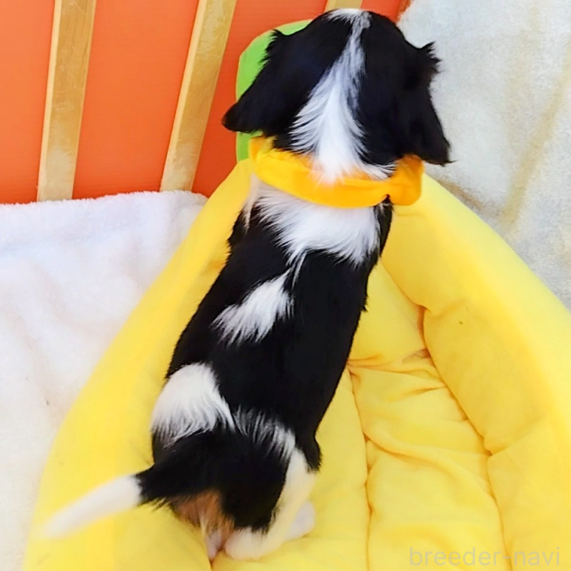 販売中の神奈川県のキャバリアキングチャールズスパニエル-440802の2枚目